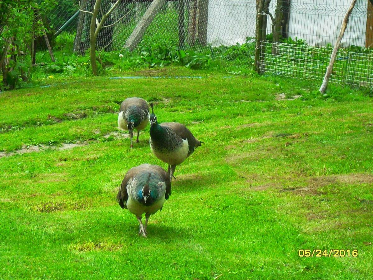 Pokoje Goscinne Ostoja Mirsk Dış mekan fotoğraf