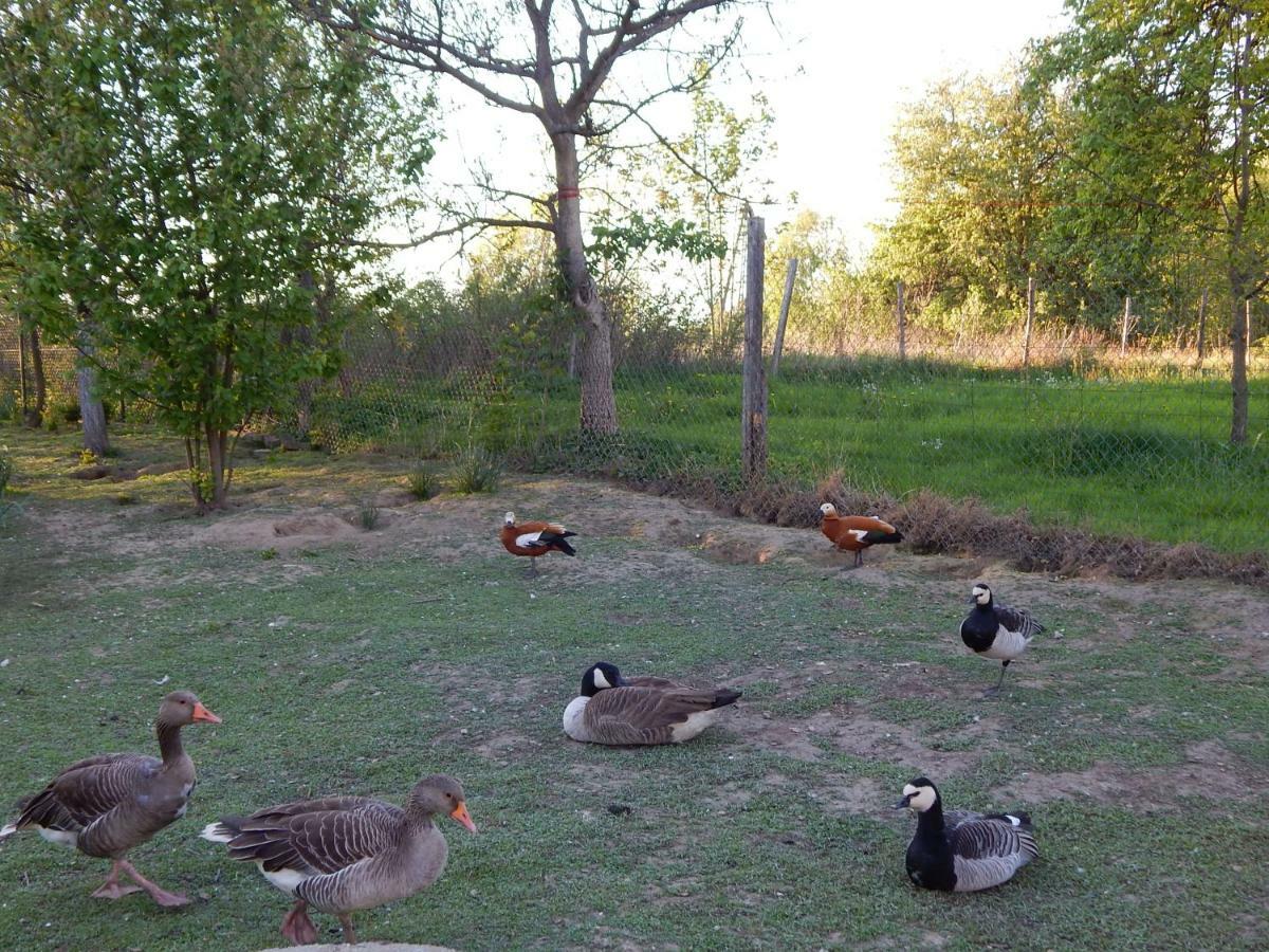 Pokoje Goscinne Ostoja Mirsk Dış mekan fotoğraf